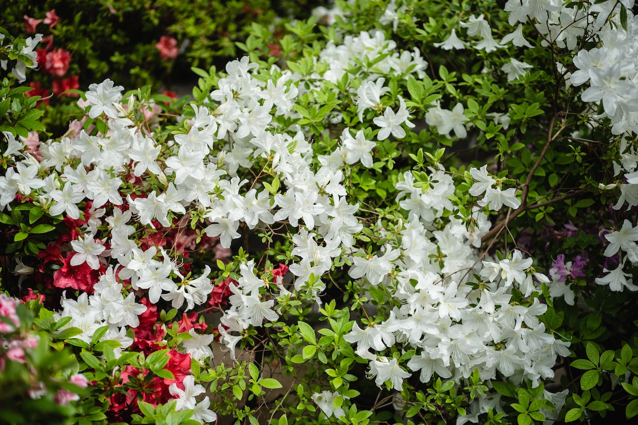 Kolorowe kwiaty azalii ogrodowej rosną w ogrodzie